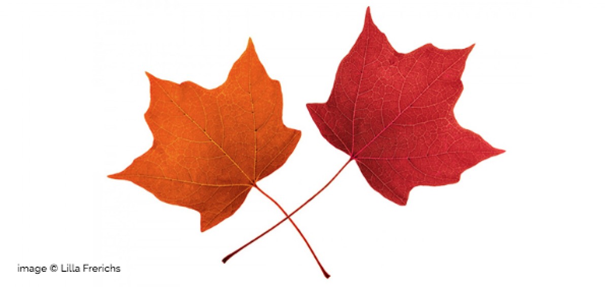 CANADA: MARKET REPORT